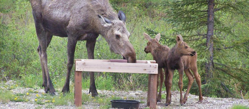 Denali Touch Of Wilderness B&B Healy Eksteriør bilde