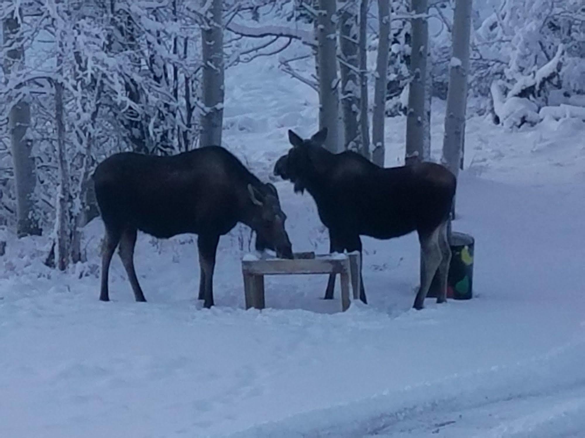 Denali Touch Of Wilderness B&B Healy Eksteriør bilde